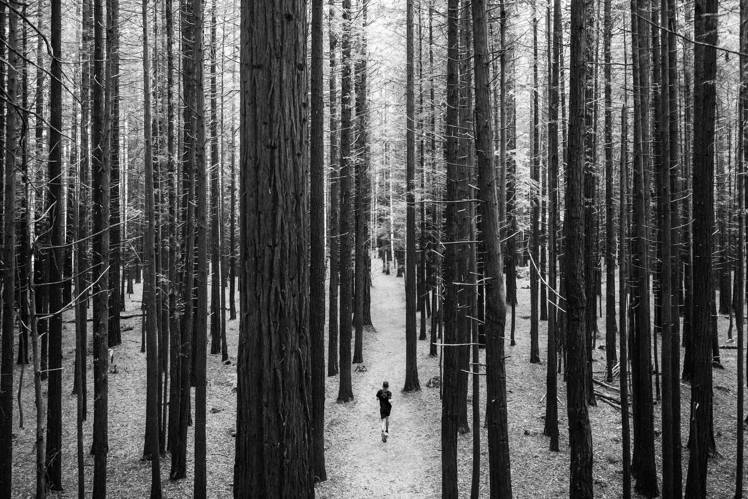 runtrees